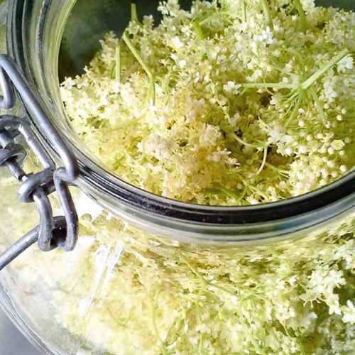Selber machen macht Spaß und schmeckt - Holunderblütensirup Gepflückte Holunderblüten - fertig fürs Einmachen