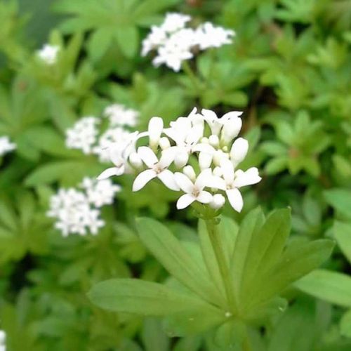 Waldmeister-Pflanze mit weißer Blüte